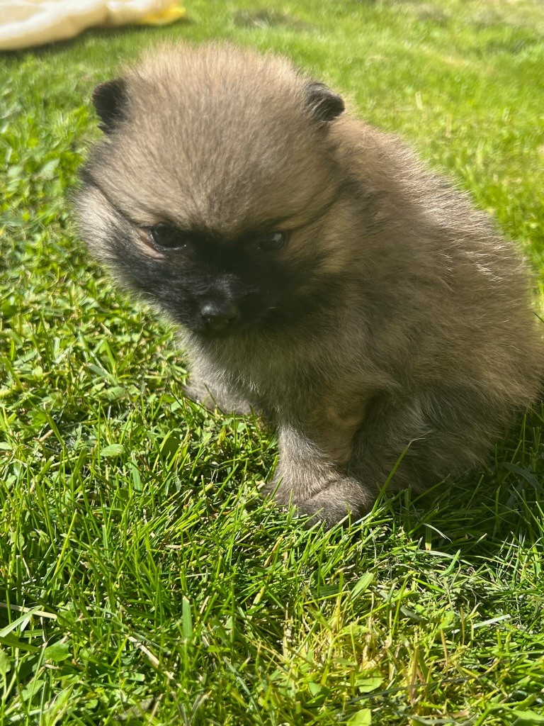 au jardin des merveilles - Chiot disponible  - Spitz allemand