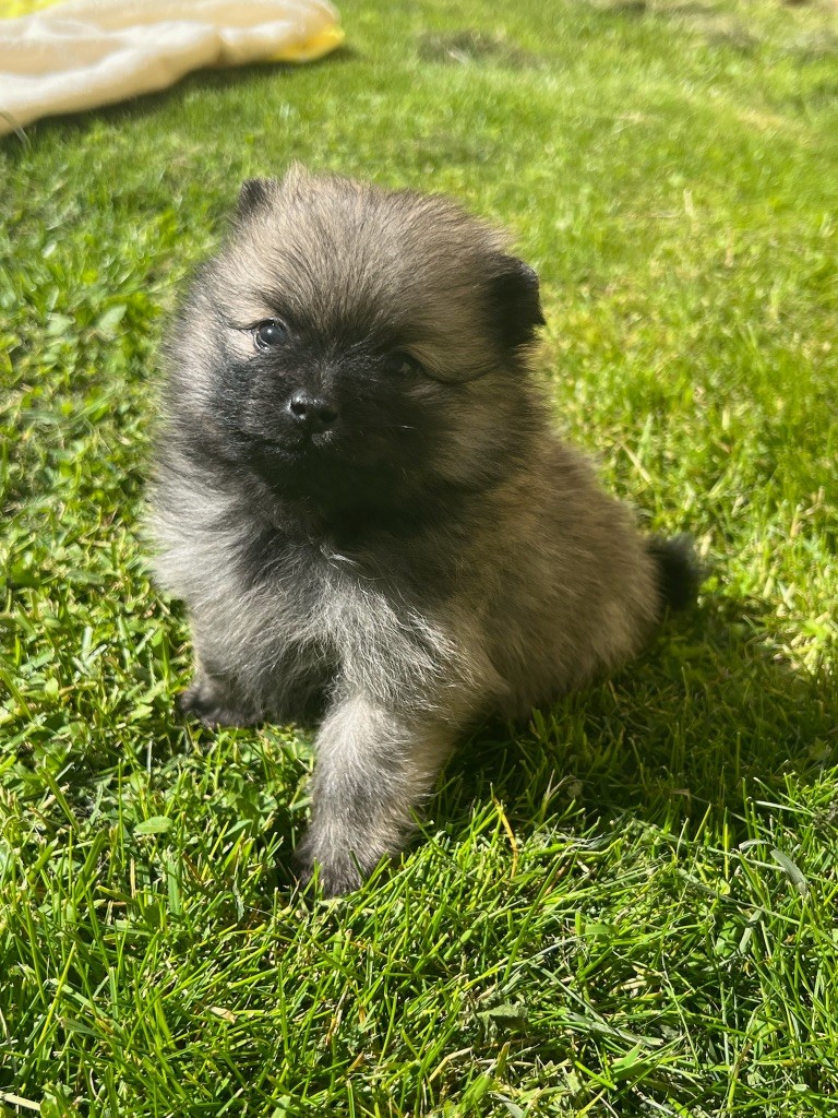 au jardin des merveilles - Chiot disponible  - Spitz allemand