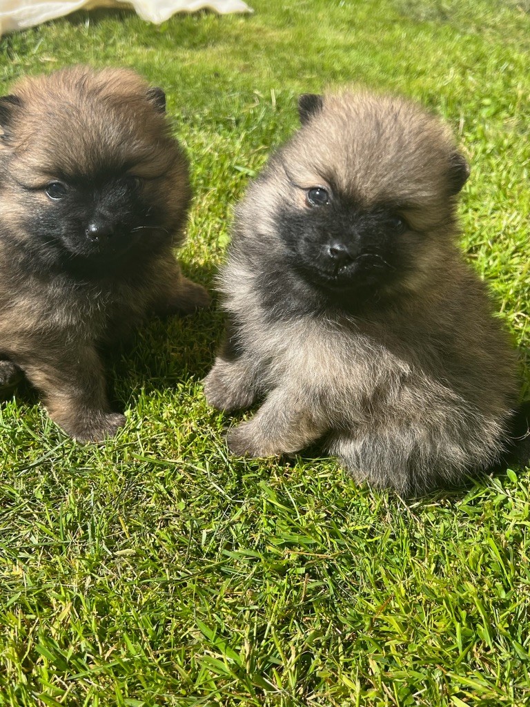 au jardin des merveilles - Chiot disponible  - Spitz allemand