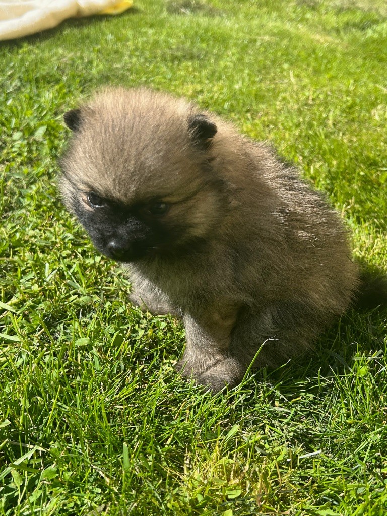 au jardin des merveilles - Chiot disponible  - Spitz allemand