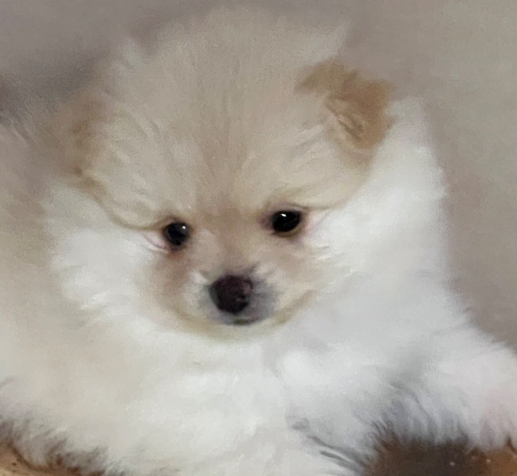 au jardin des merveilles - Chiot disponible  - Spitz allemand