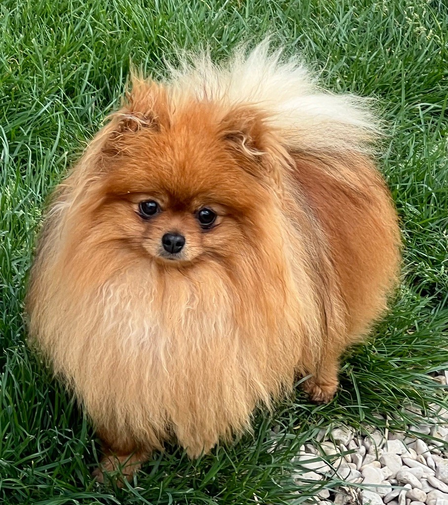 Uki- lou du Moulin des Wheatens