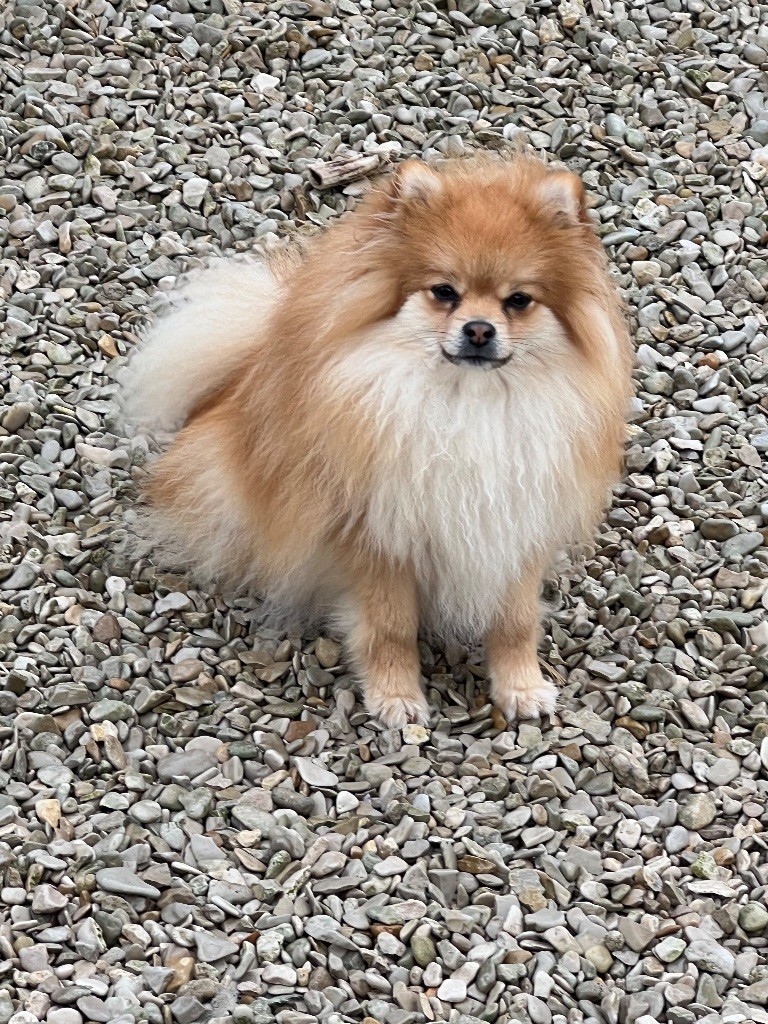 Upette au jardin des merveilles