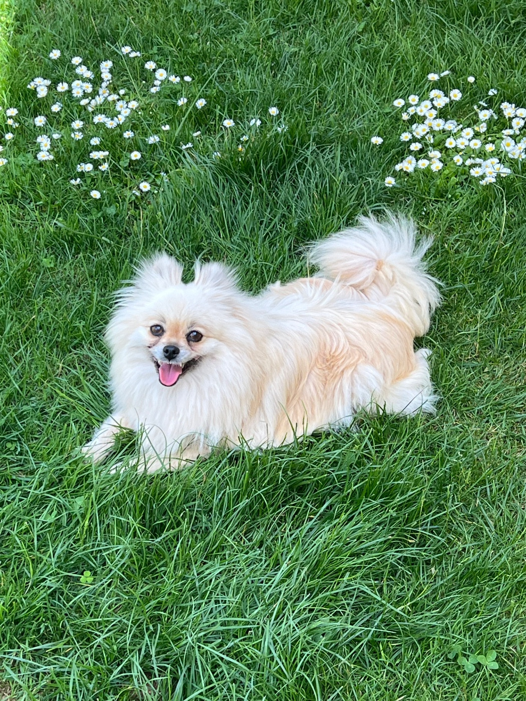 Pearl au jardin des merveilles