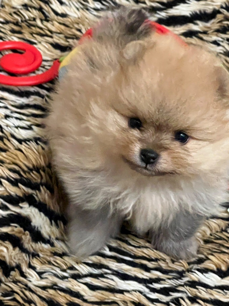 au jardin des merveilles - Chiots disponibles - Spitz allemand