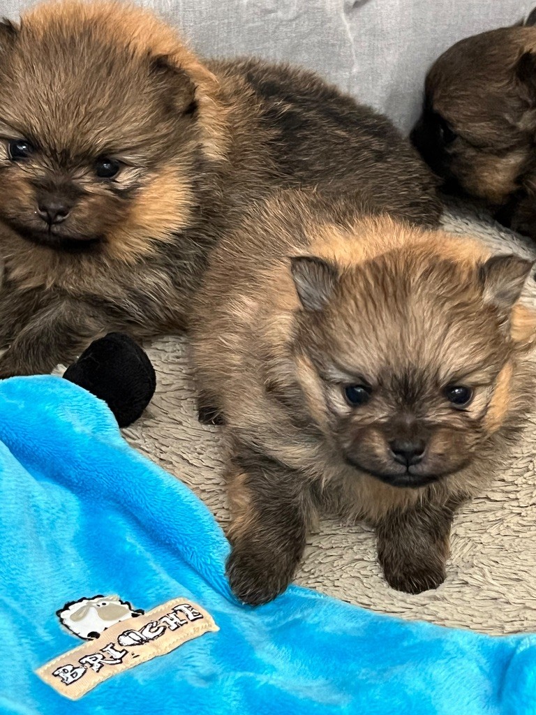 au jardin des merveilles - Chiots disponibles - Spitz allemand