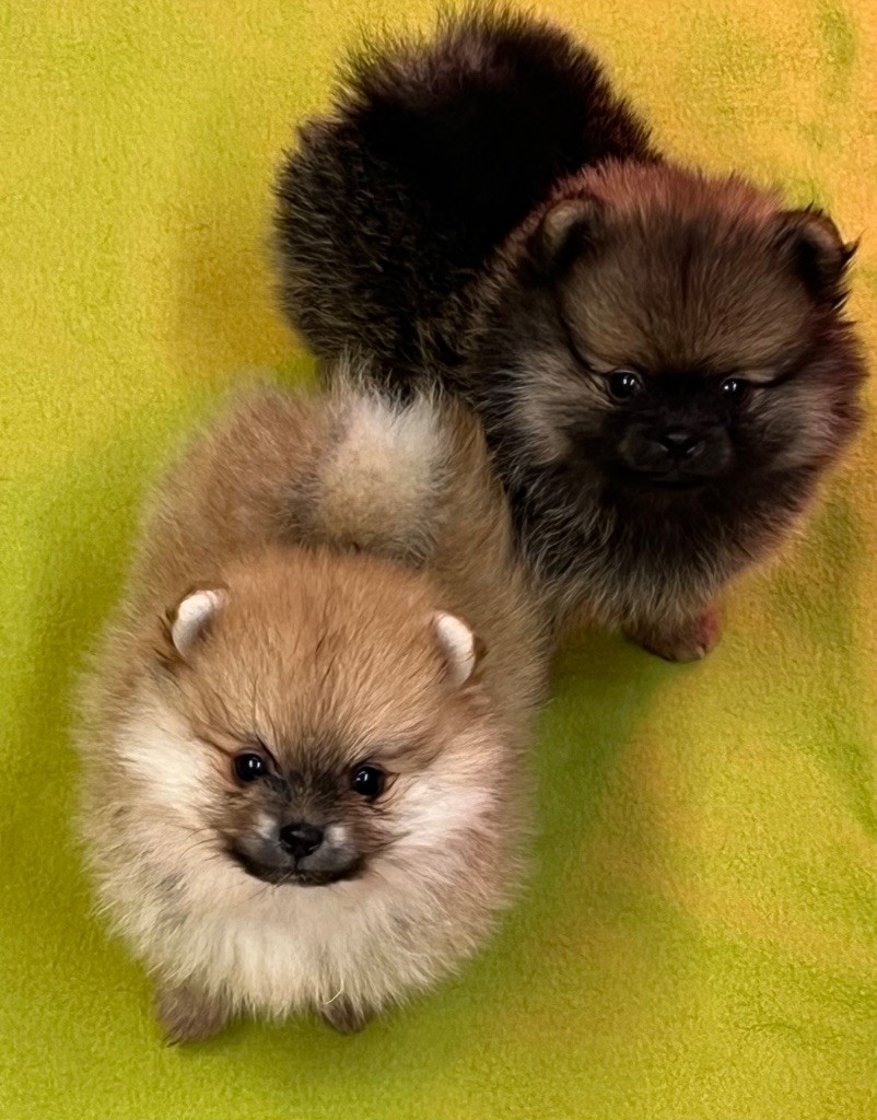 Chiot Spitz allemand au jardin des merveilles