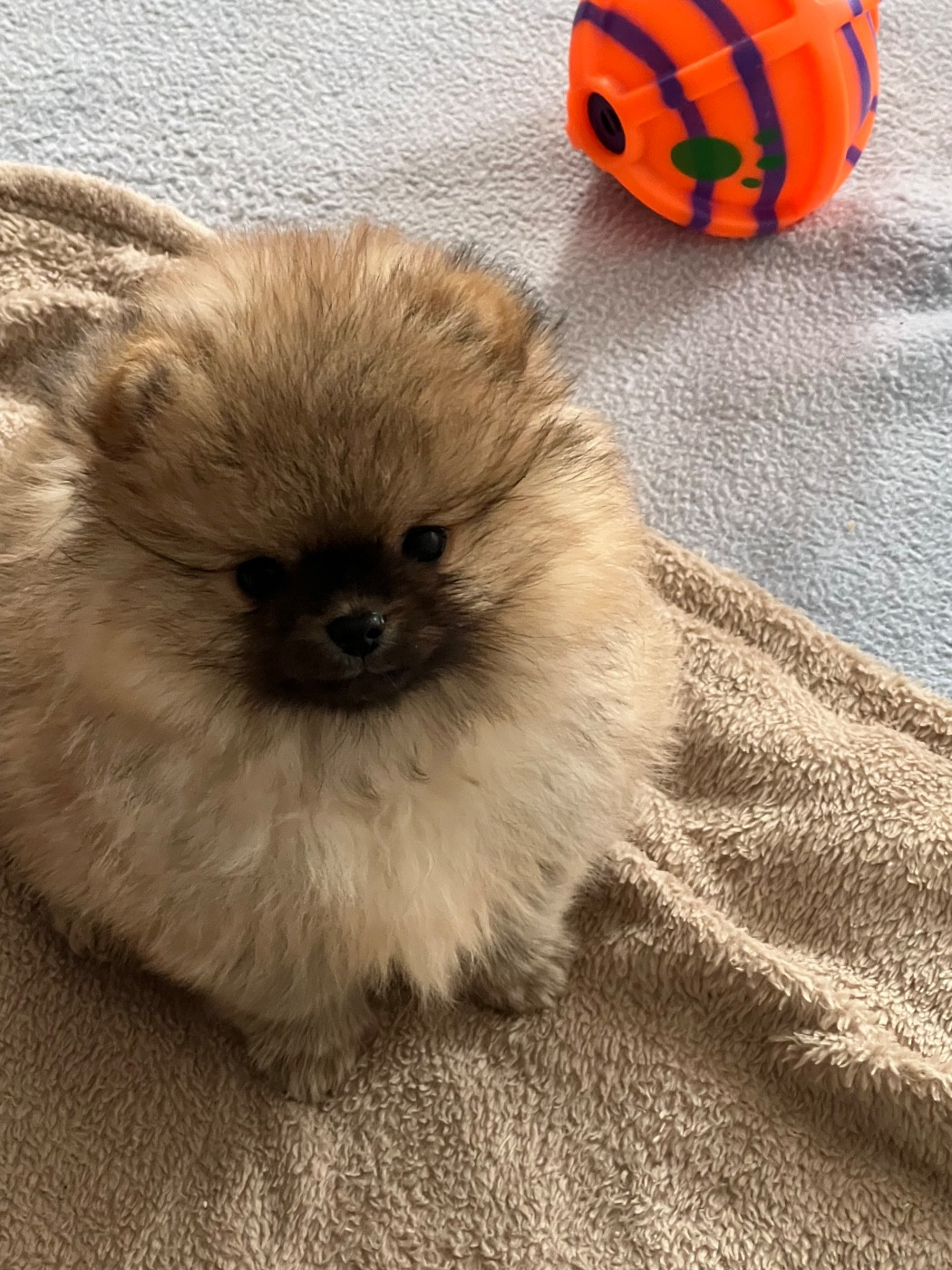 au jardin des merveilles - Chiots disponibles - Spitz allemand