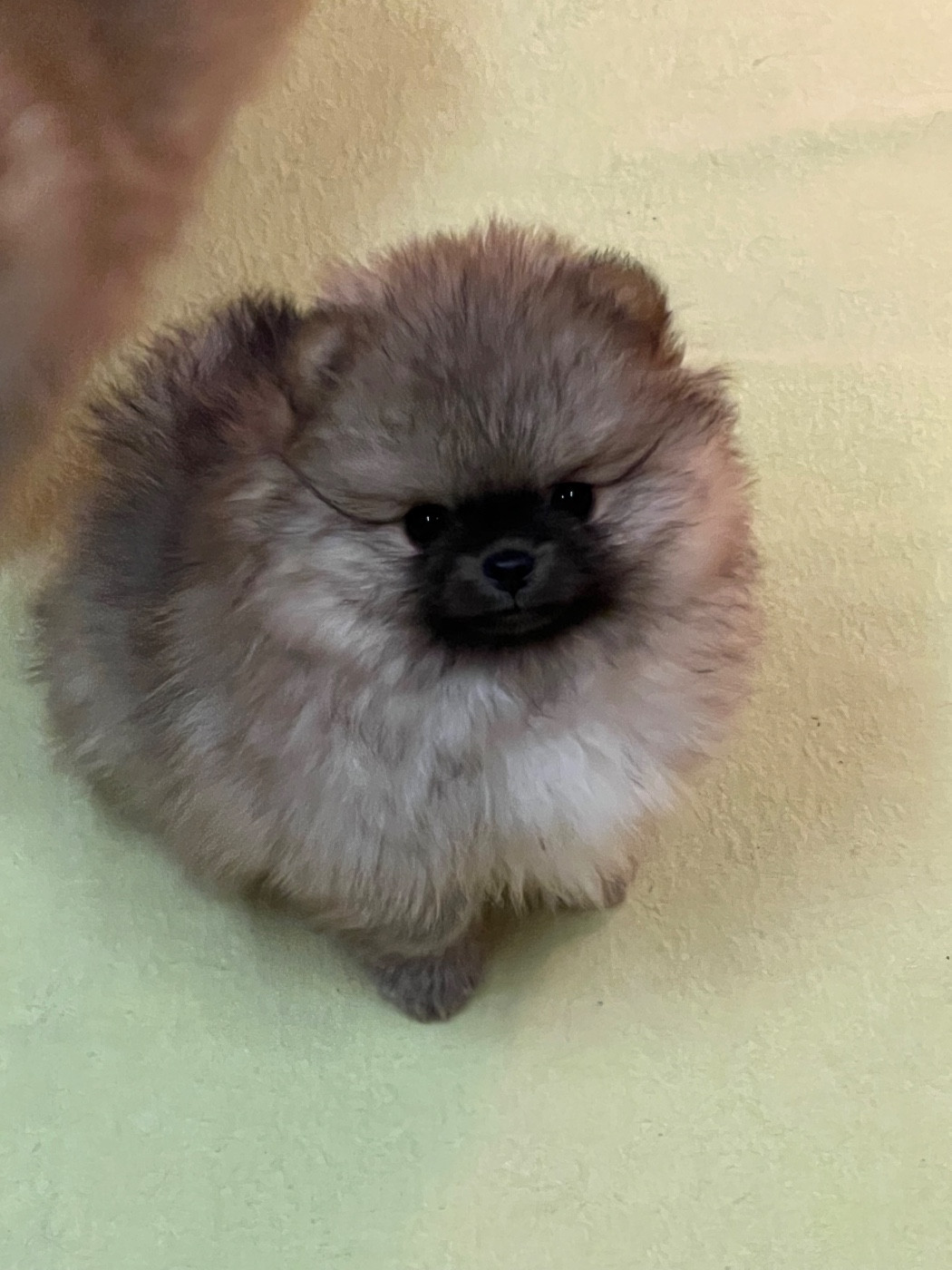 Chiot Spitz allemand au jardin des merveilles