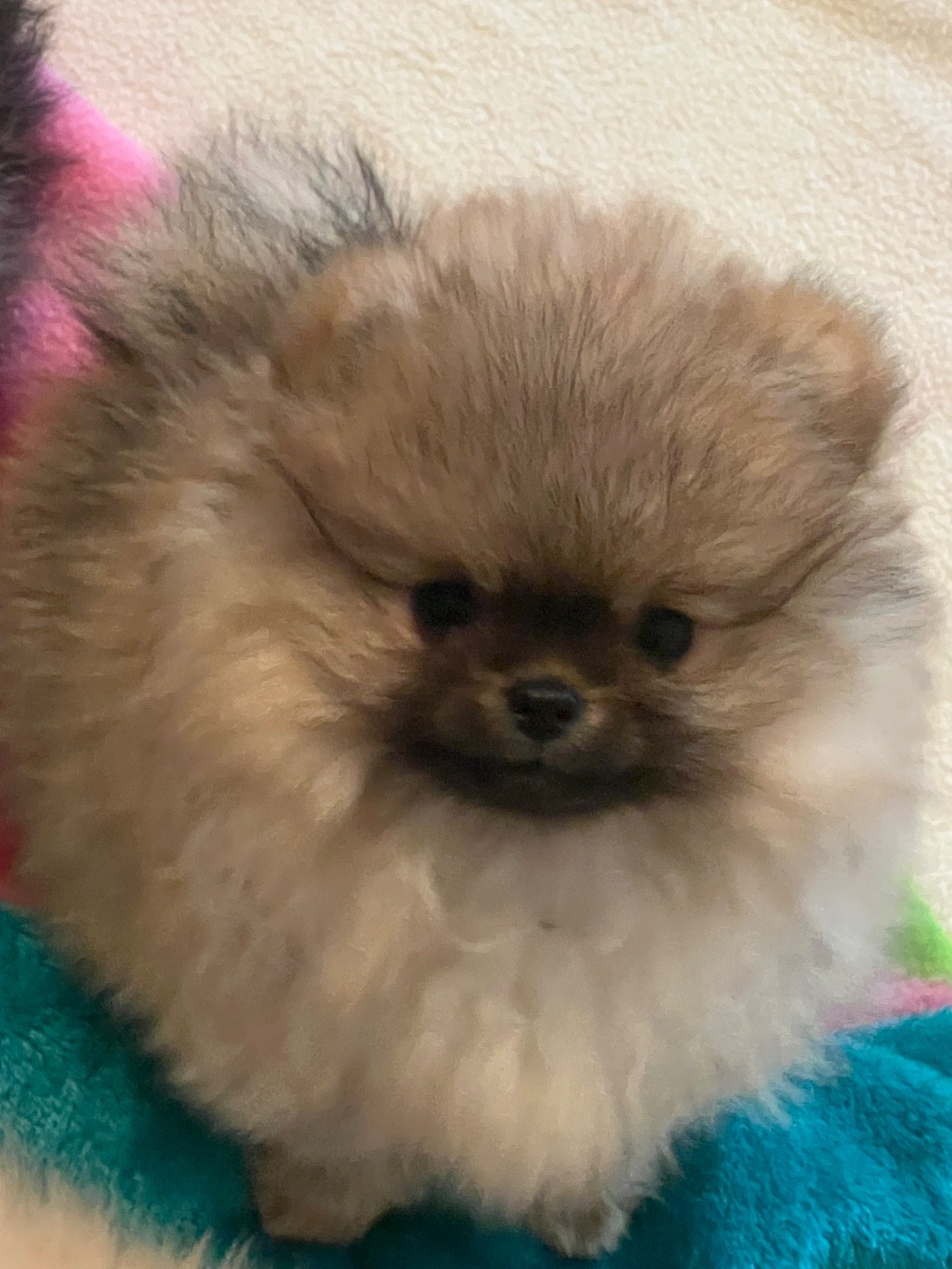 au jardin des merveilles - Chiots disponibles - Spitz allemand