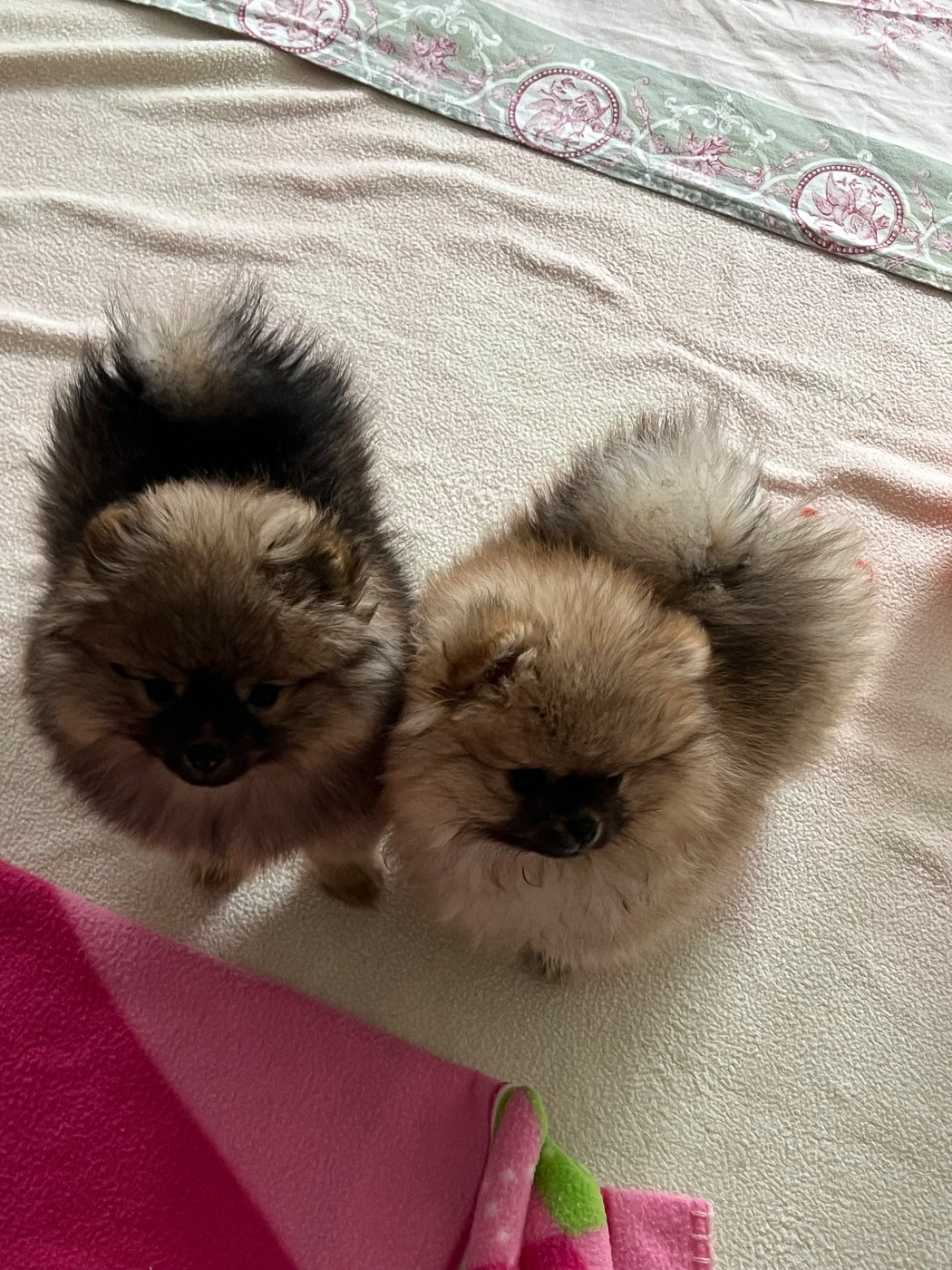 au jardin des merveilles - Spitz allemand - Portée née le 28/09/2025