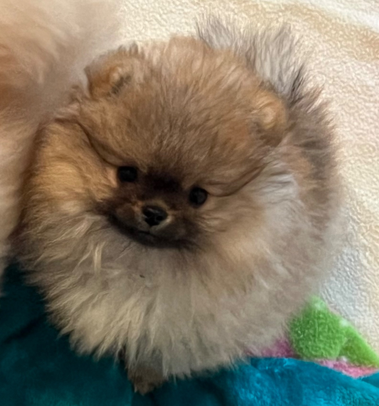 au jardin des merveilles - Chiots disponibles - Spitz allemand