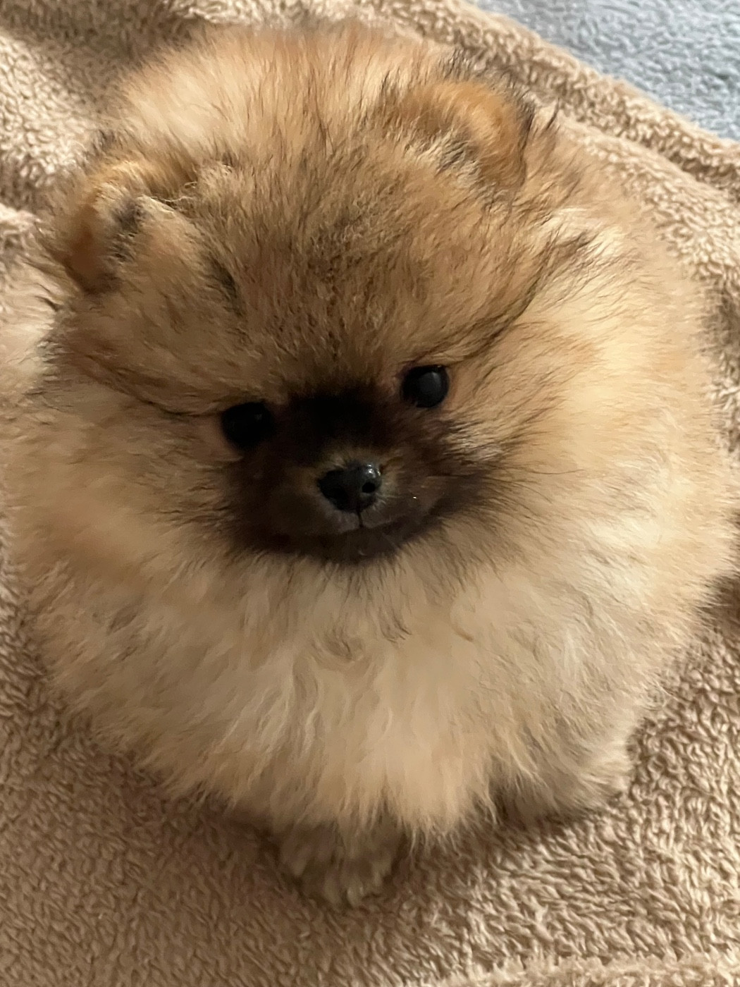 au jardin des merveilles - Spitz allemand - Portée née le 28/09/2025