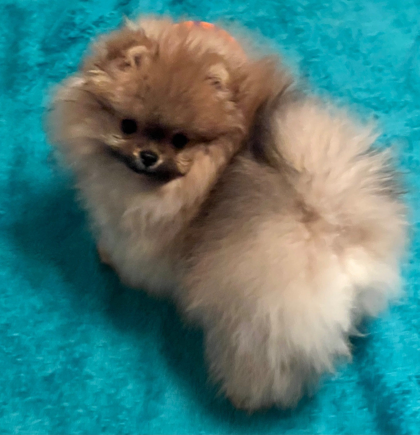 Chiot Spitz allemand au jardin des merveilles