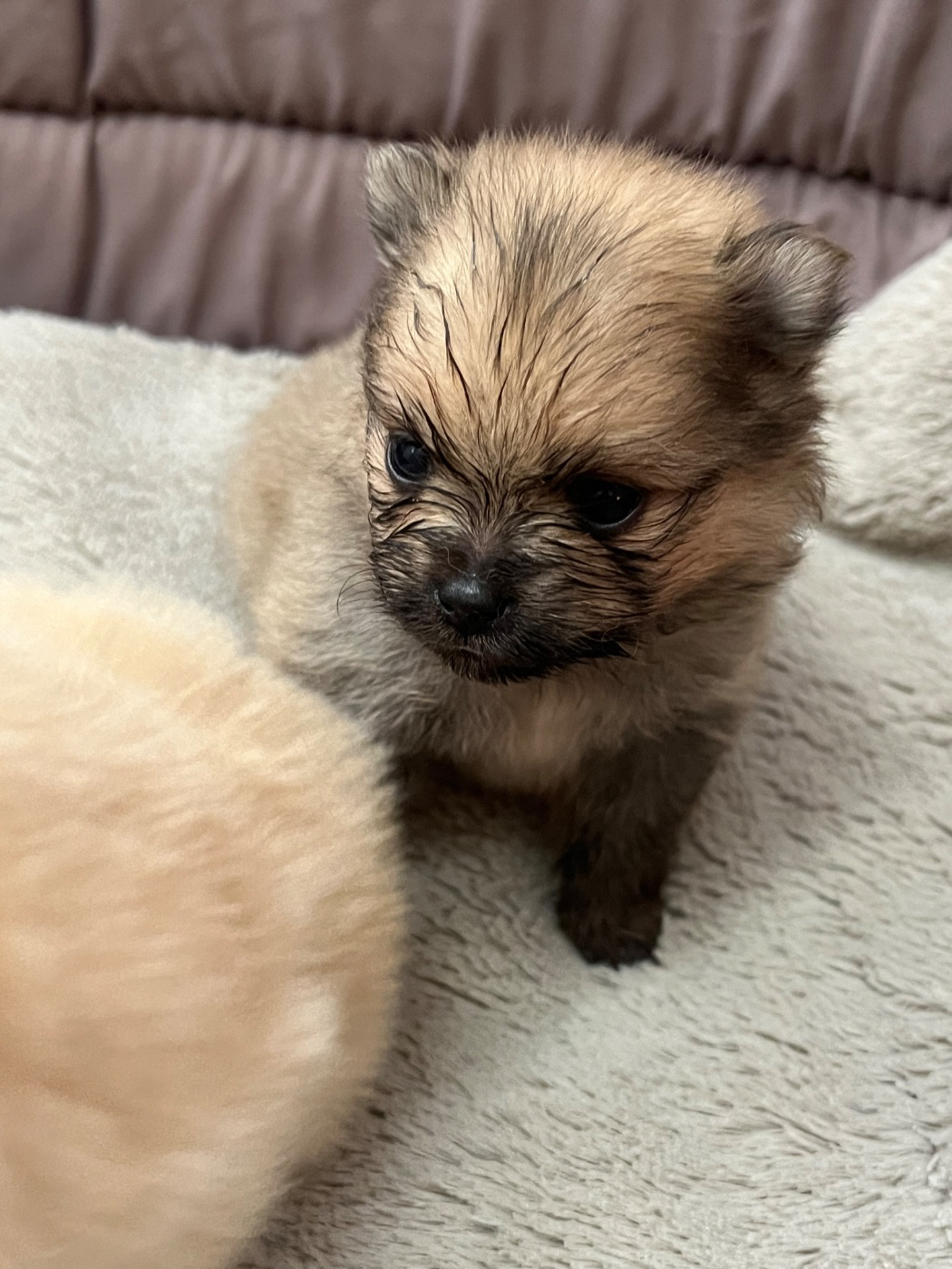 au jardin des merveilles - Chiots disponibles - Spitz allemand