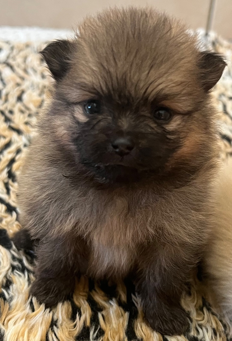 au jardin des merveilles - Chiots disponibles - Spitz allemand