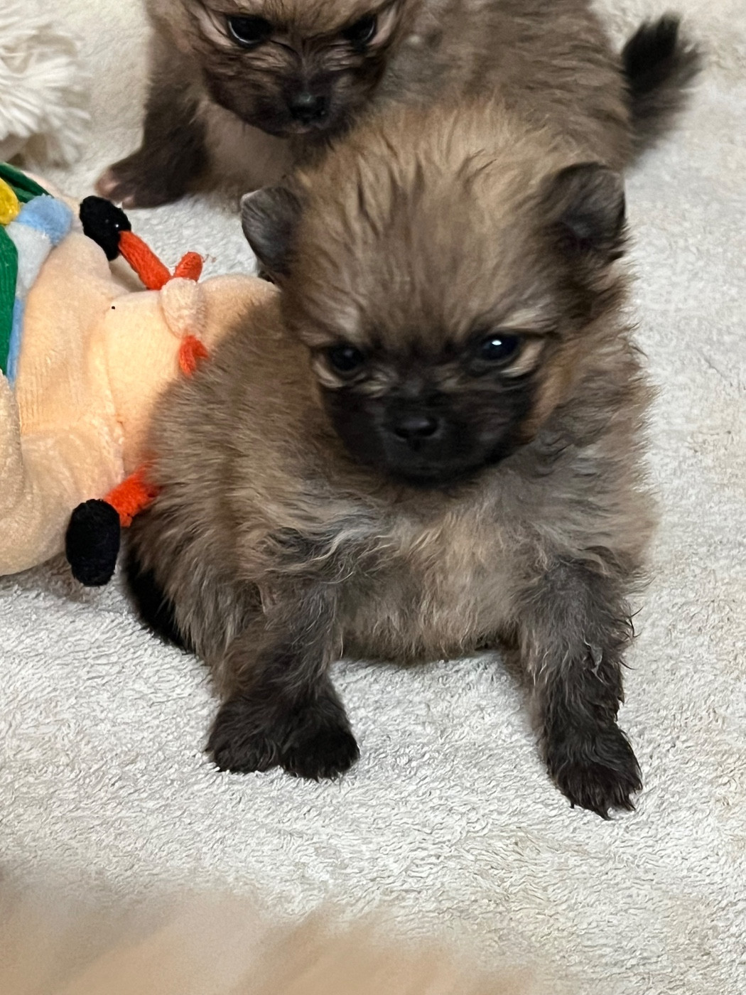 au jardin des merveilles - Chiots disponibles - Spitz allemand