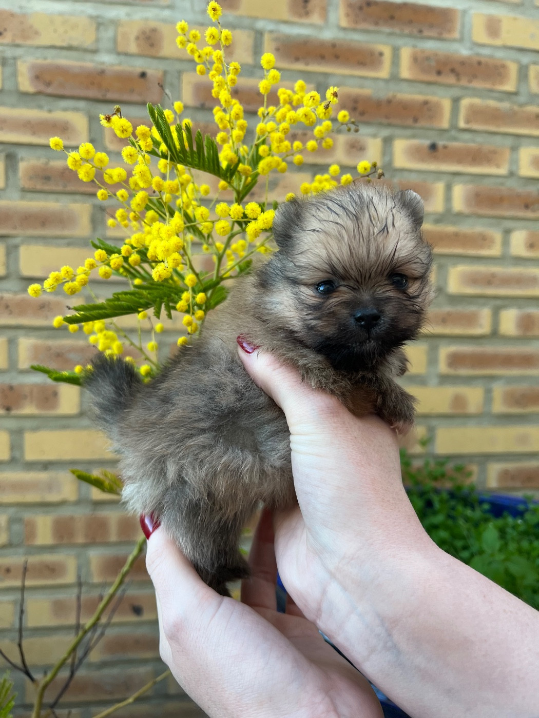 au jardin des merveilles - Chiots disponibles - Spitz allemand