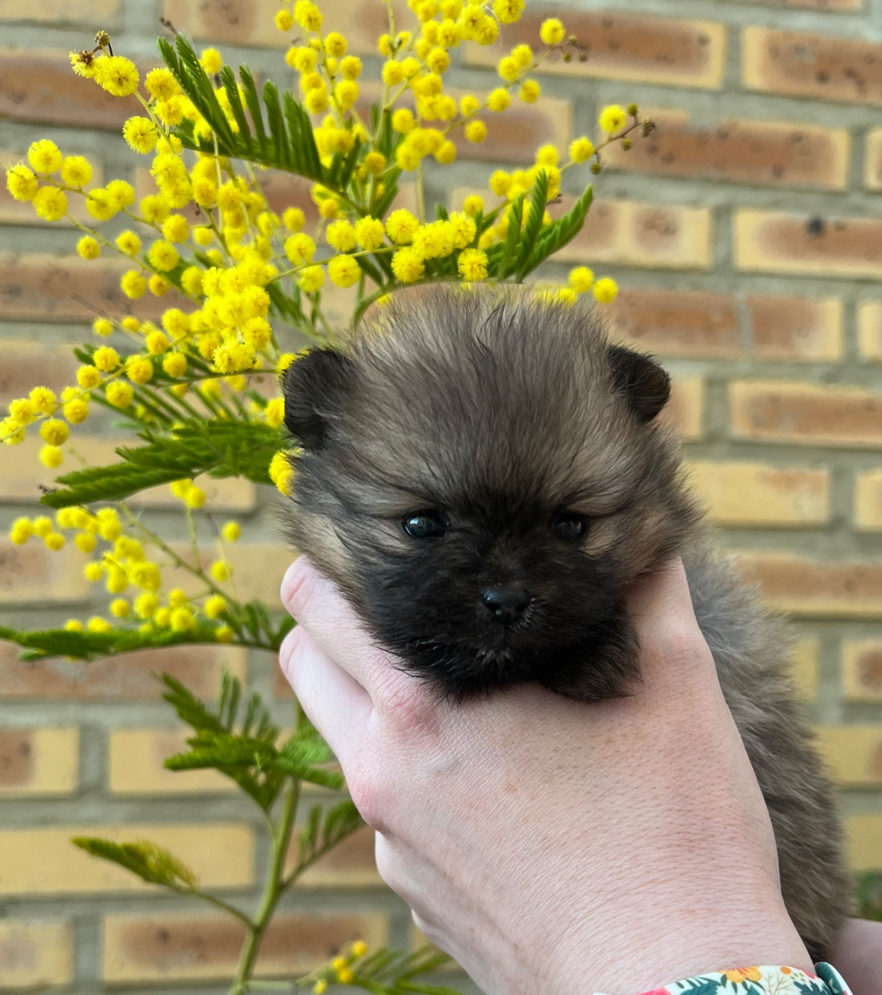 au jardin des merveilles - Chiots disponibles - Spitz allemand