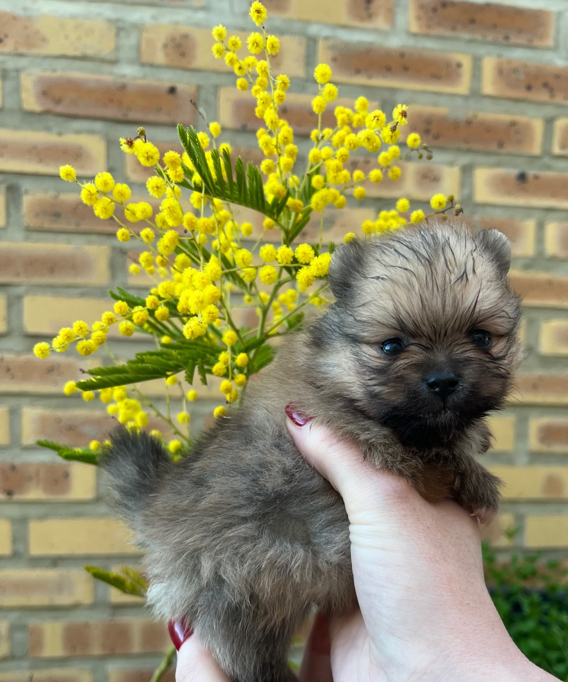 au jardin des merveilles - Spitz allemand - Portée née le 04/02/2026