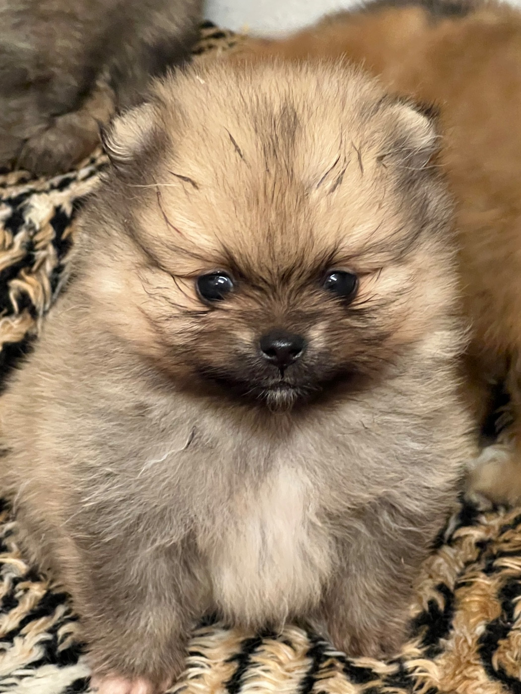 au jardin des merveilles - Chiots disponibles - Spitz allemand