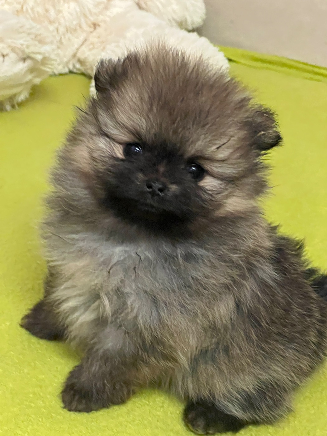 au jardin des merveilles - Chiots disponibles - Spitz allemand