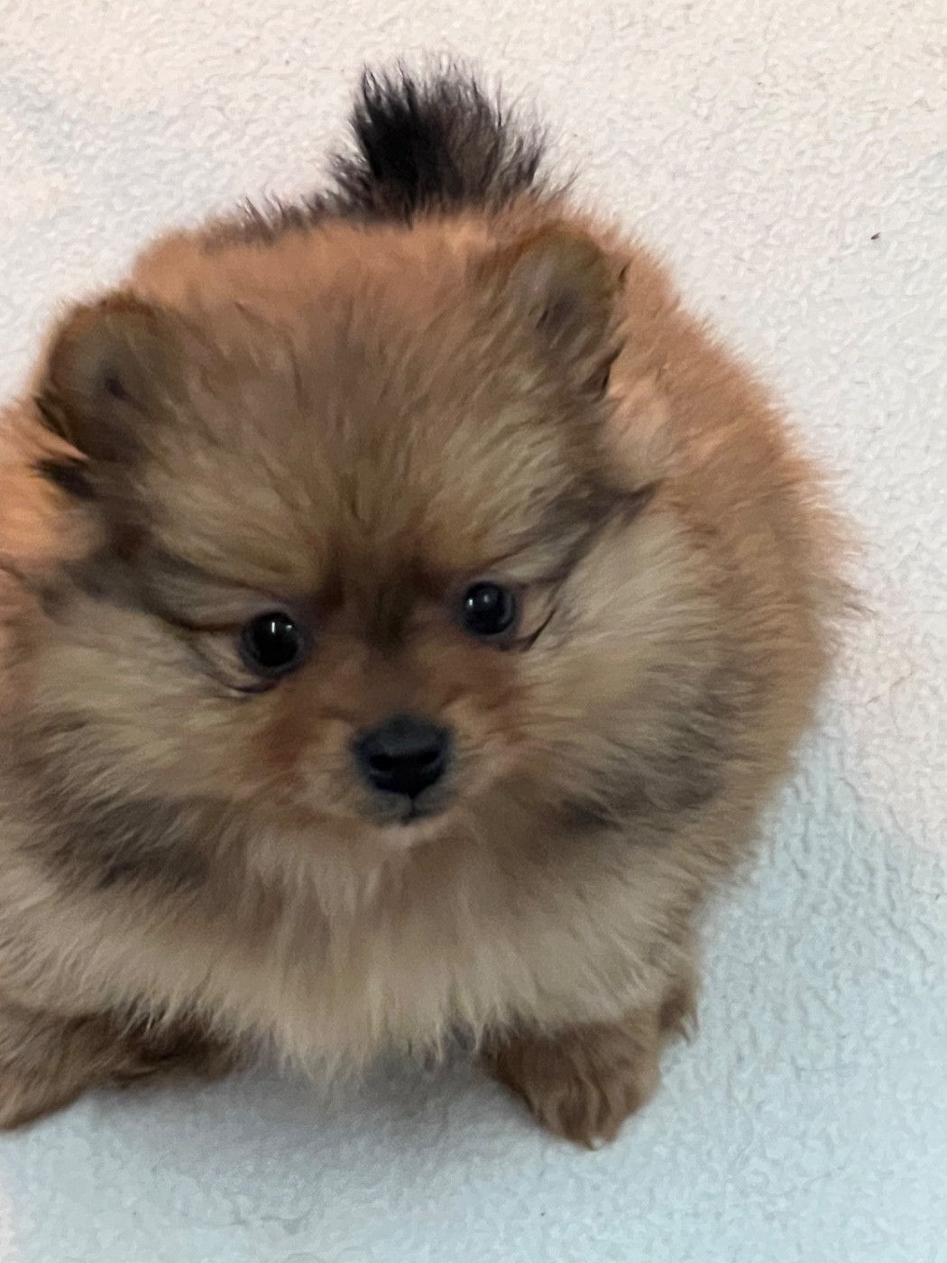 au jardin des merveilles - Chiots disponibles - Spitz allemand