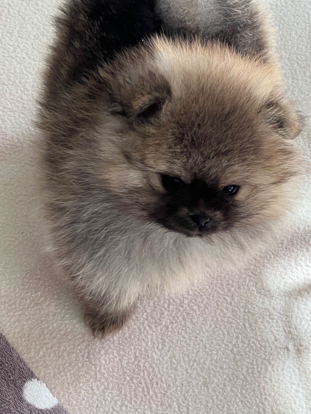 Chiot Spitz allemand au jardin des merveilles