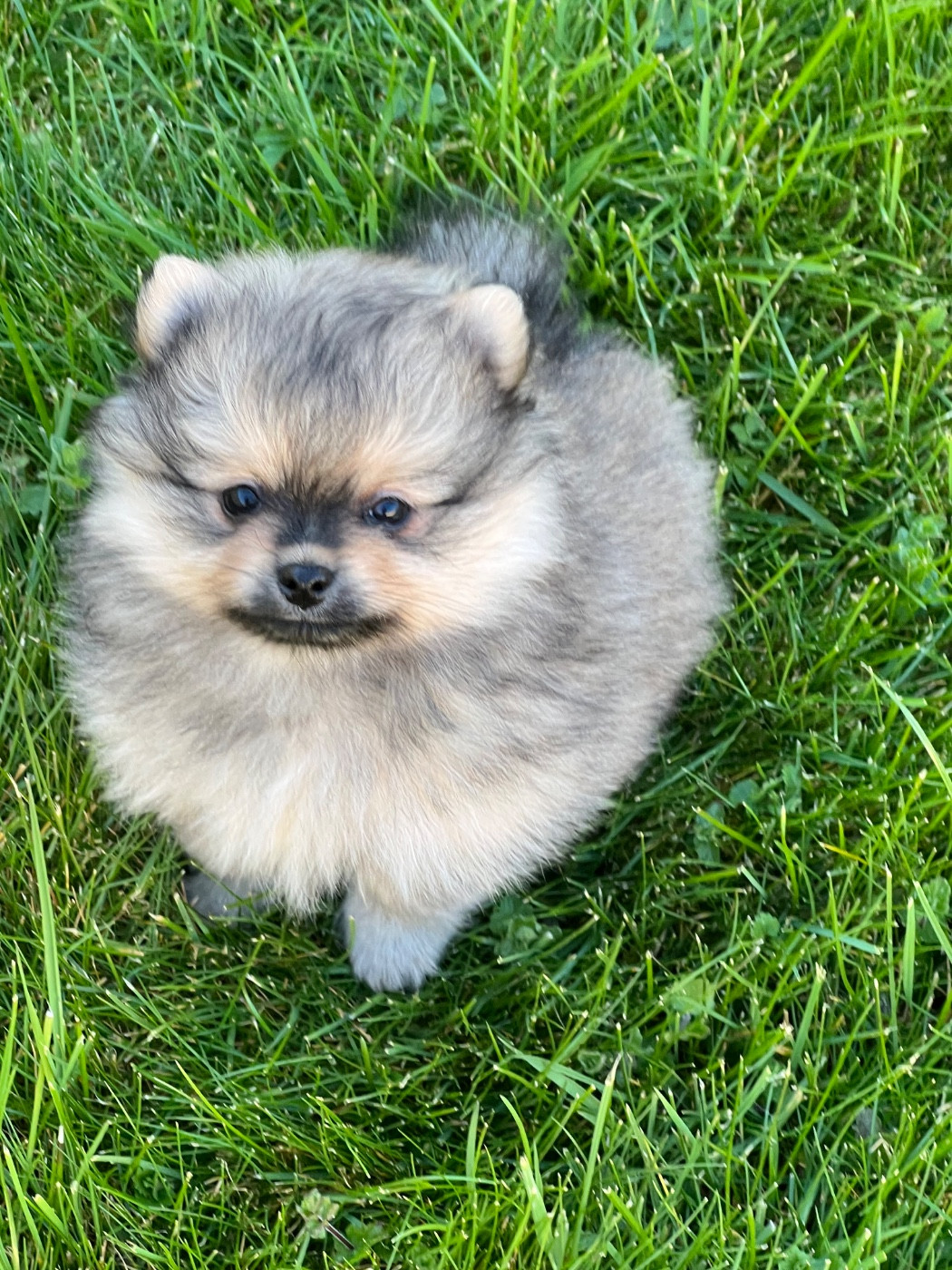 au jardin des merveilles - Chiots disponibles - Spitz allemand