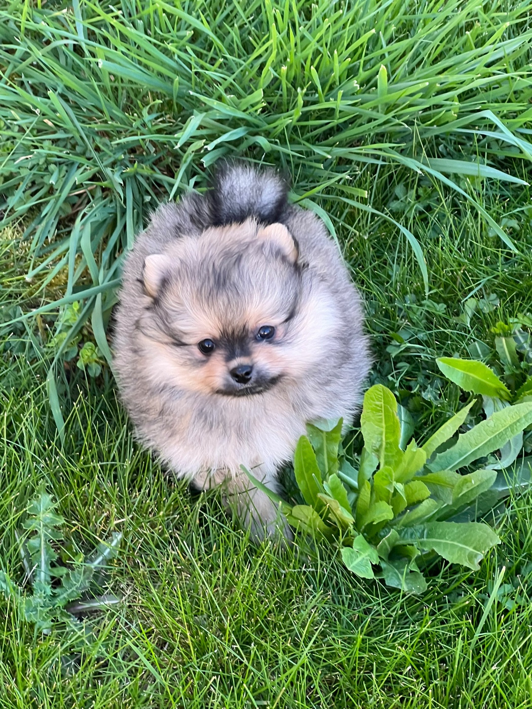 Chiot Spitz allemand au jardin des merveilles