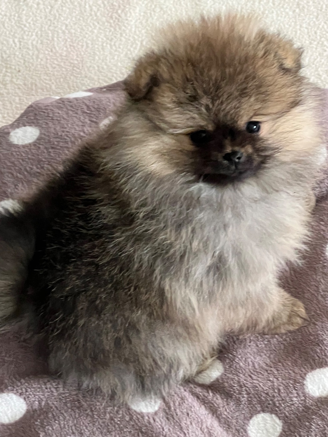 au jardin des merveilles - Chiots disponibles - Spitz allemand