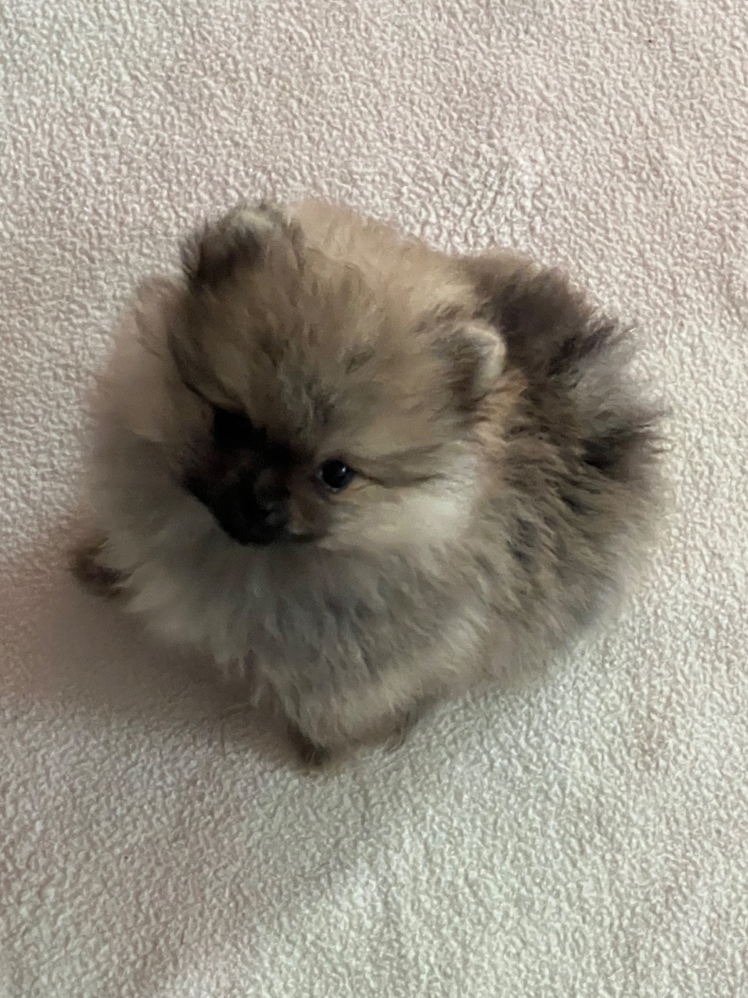 au jardin des merveilles - Chiots disponibles - Spitz allemand