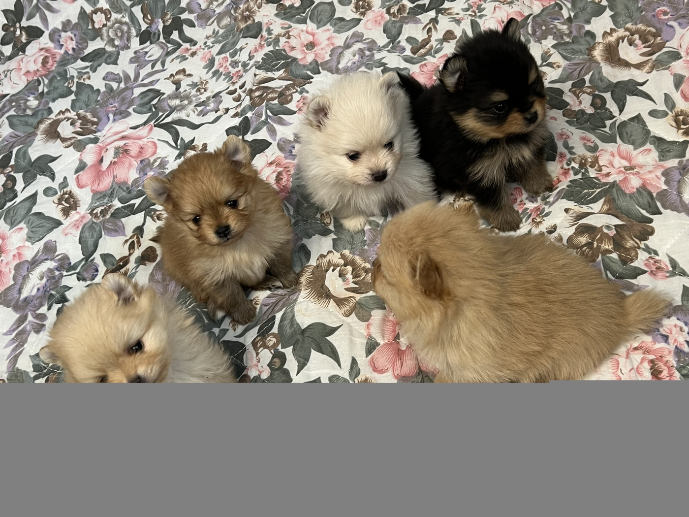 Chiot Spitz allemand au jardin des merveilles