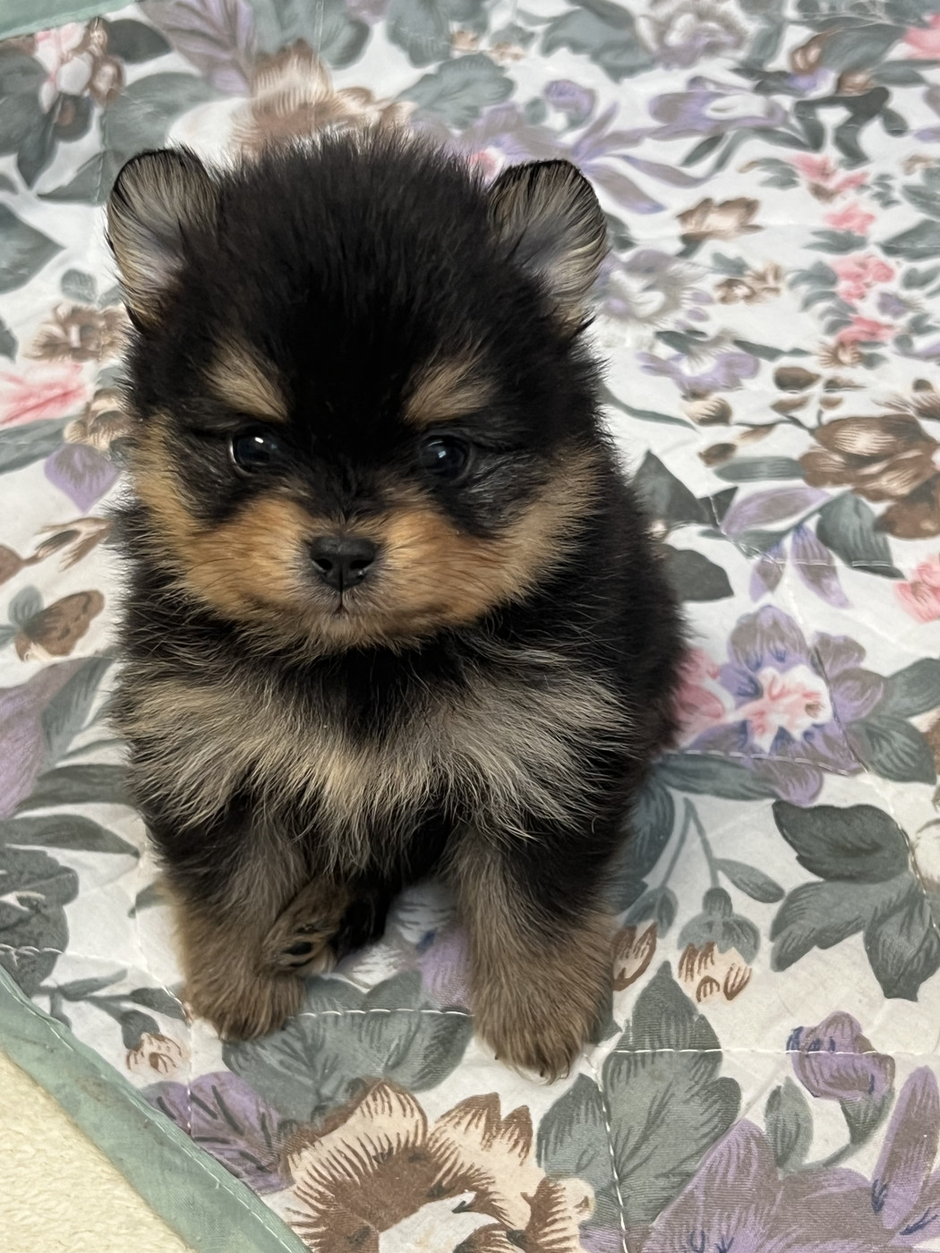 au jardin des merveilles - Chiots disponibles - Spitz allemand