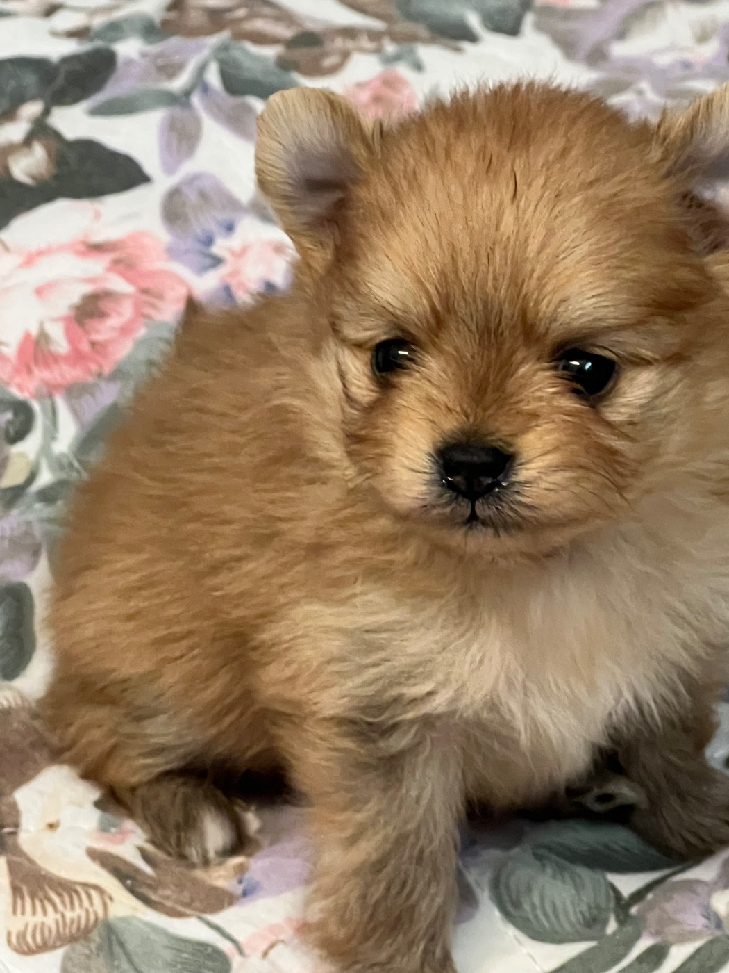 au jardin des merveilles - Chiots disponibles - Spitz allemand