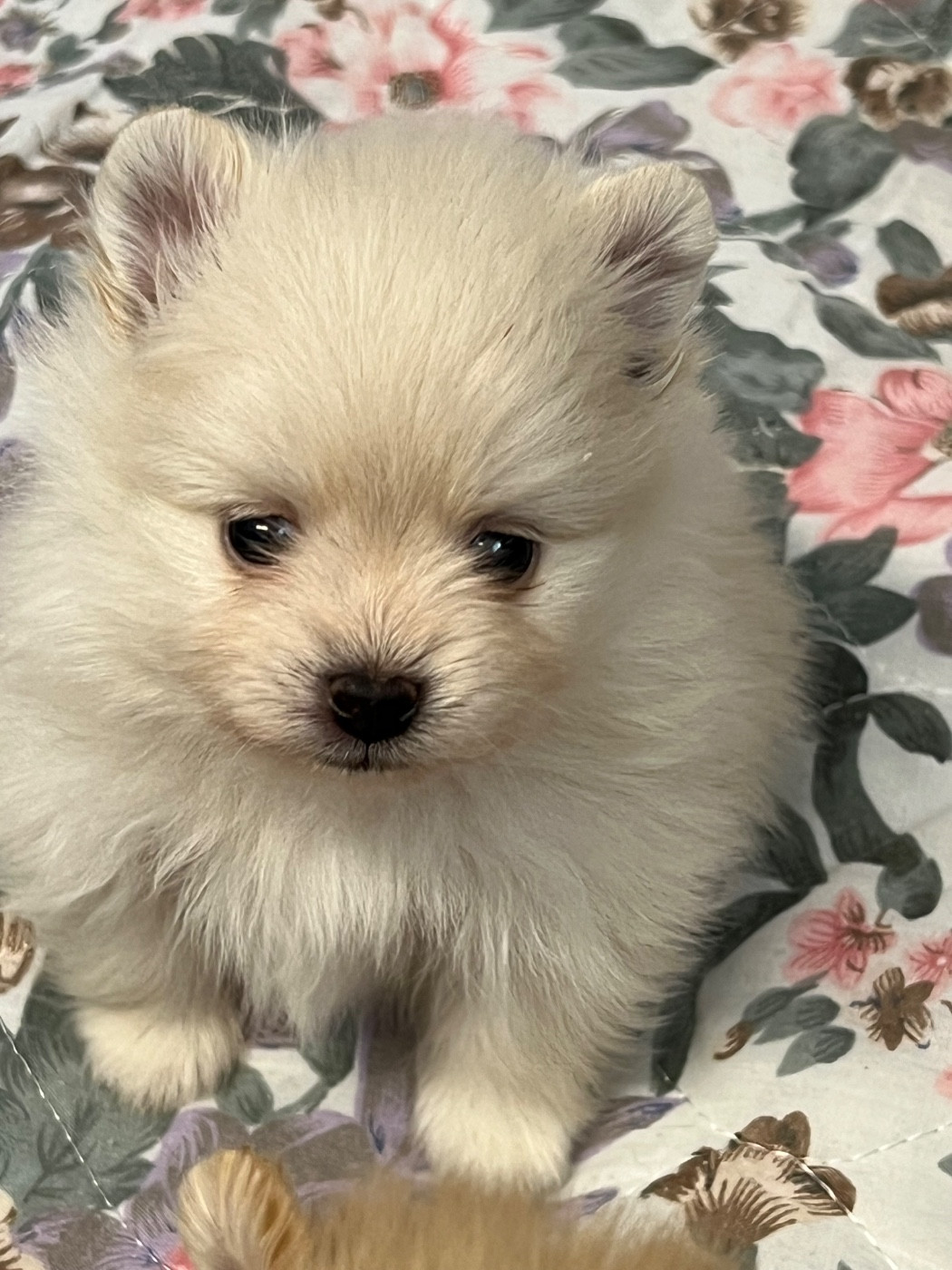 au jardin des merveilles - Chiots disponibles - Spitz allemand