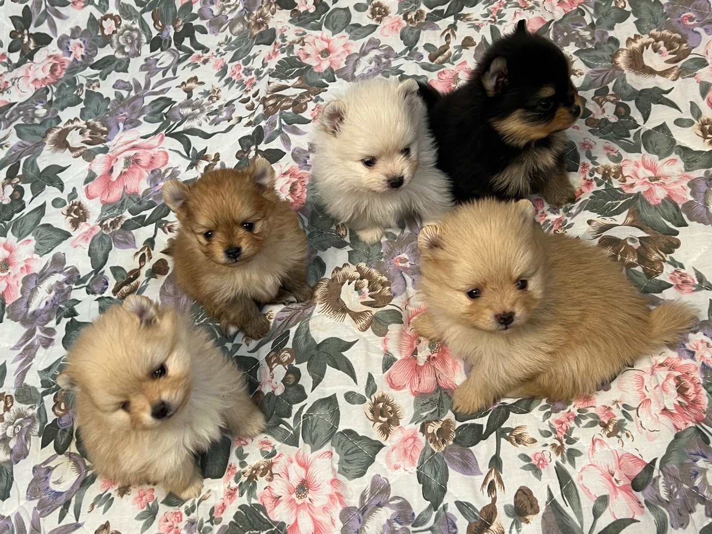 au jardin des merveilles - Chiots disponibles - Spitz allemand
