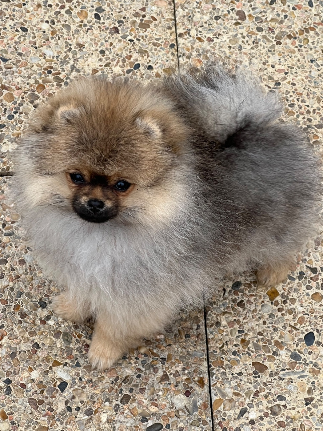 au jardin des merveilles - Chiots disponibles - Spitz allemand