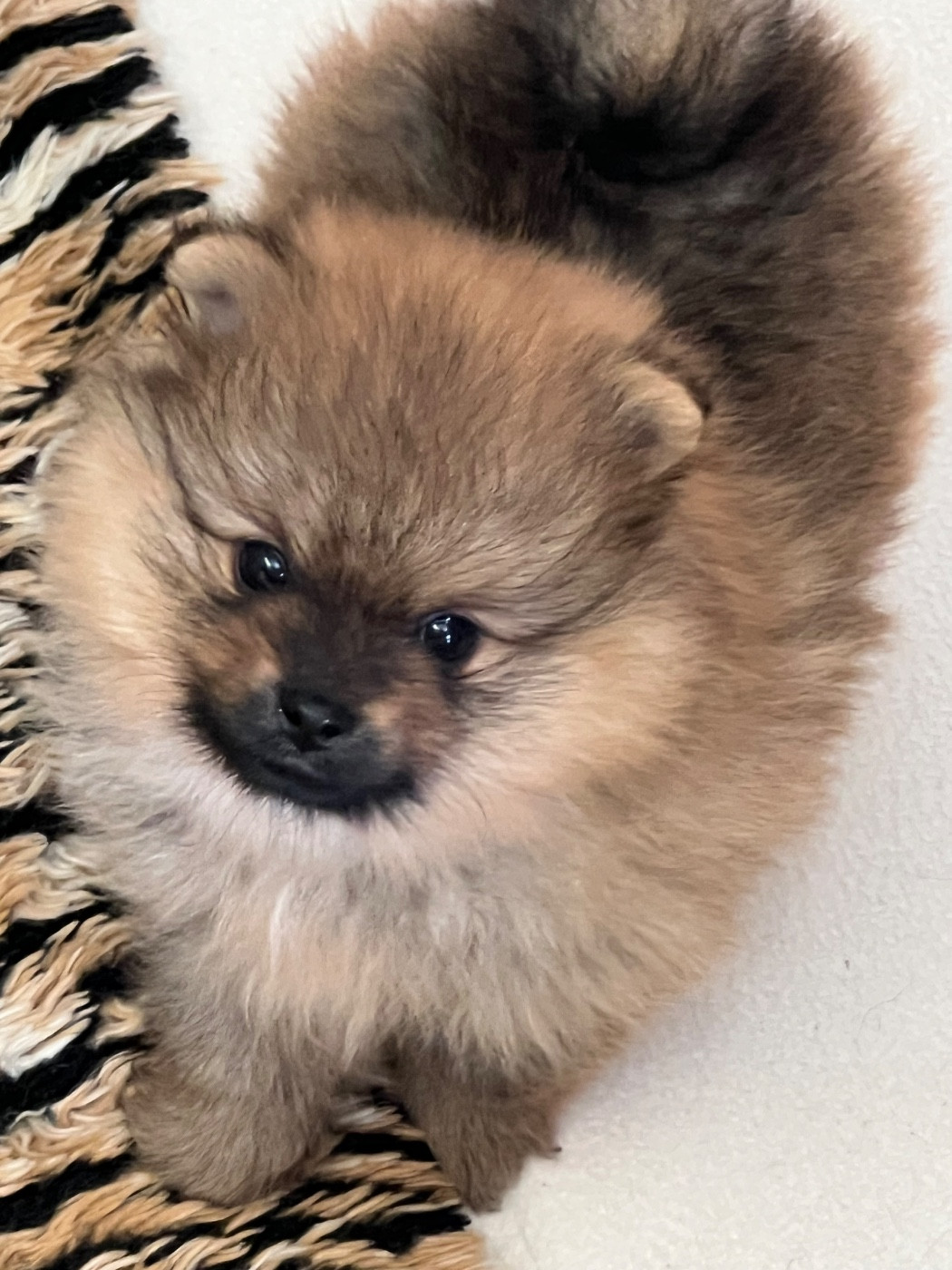 au jardin des merveilles - Chiots disponibles - Spitz allemand