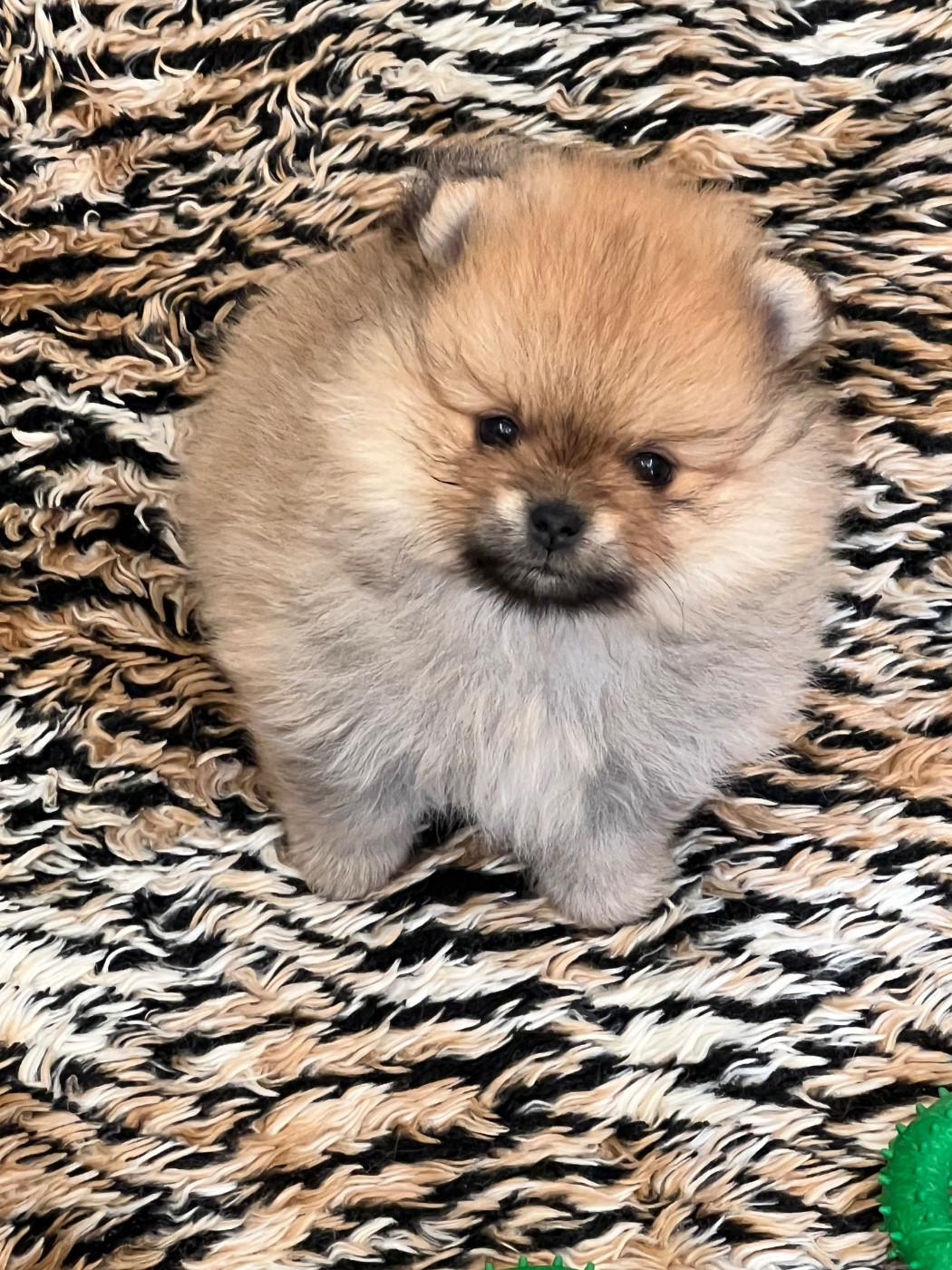 au jardin des merveilles - Chiots disponibles - Spitz allemand