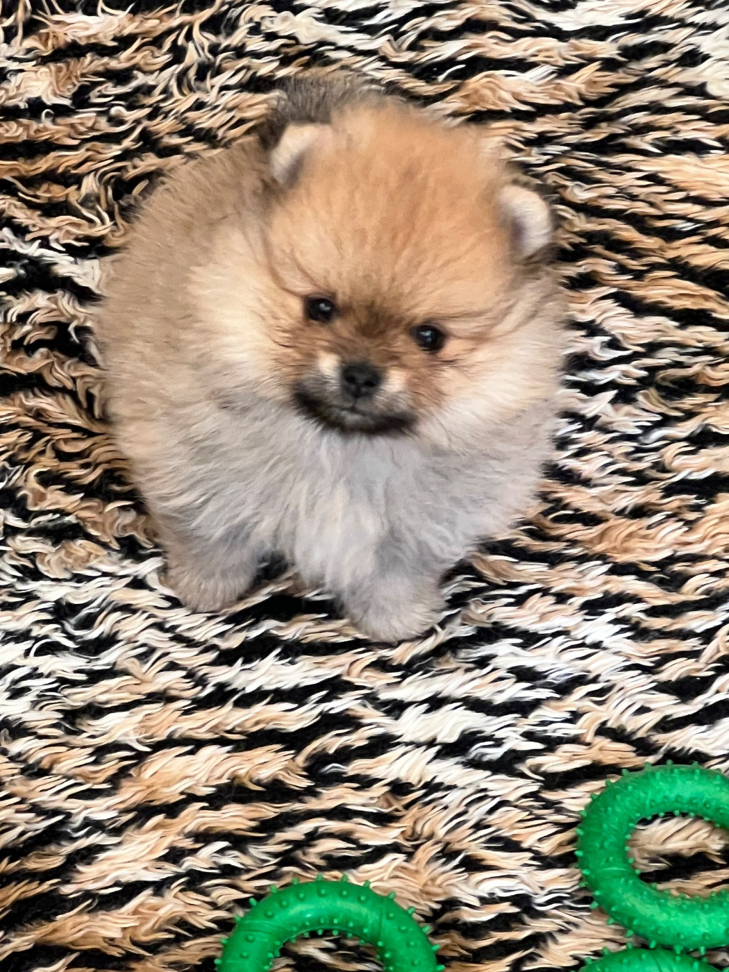 Chiot Spitz allemand au jardin des merveilles
