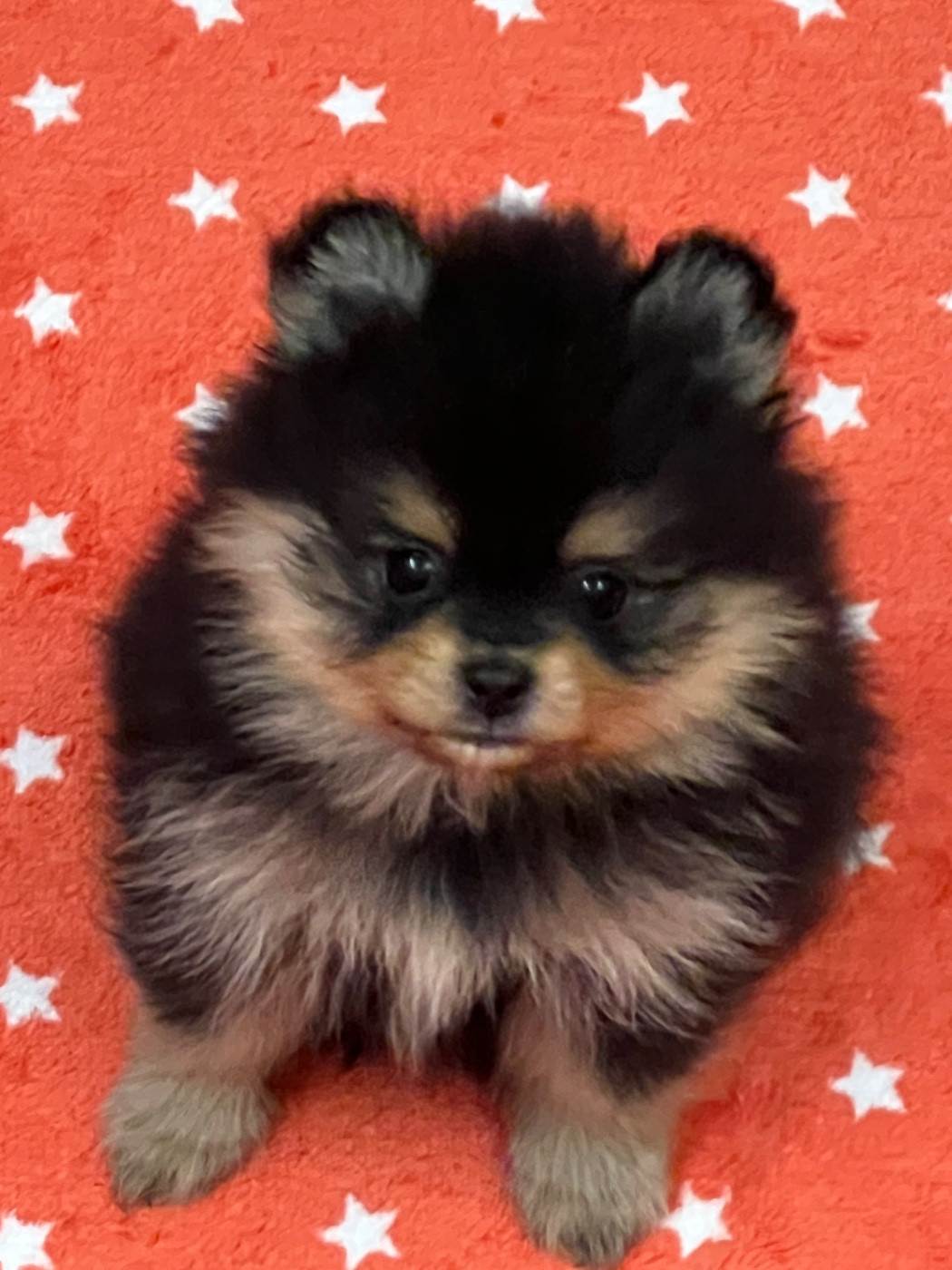 au jardin des merveilles - Chiots disponibles - Spitz allemand