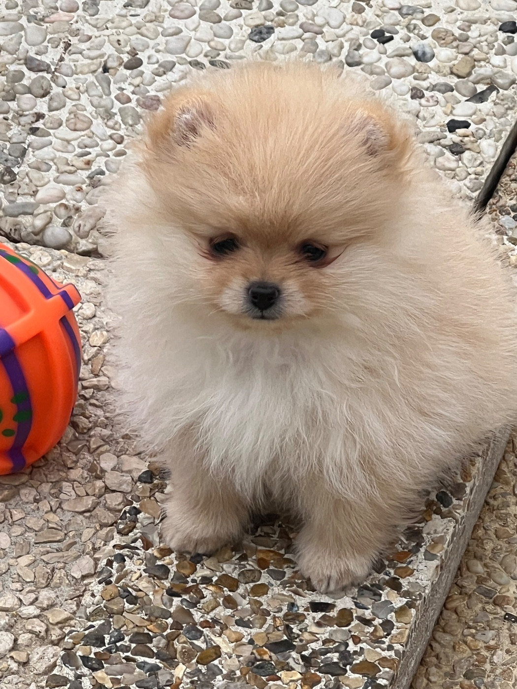 au jardin des merveilles - Chiots disponibles - Spitz allemand