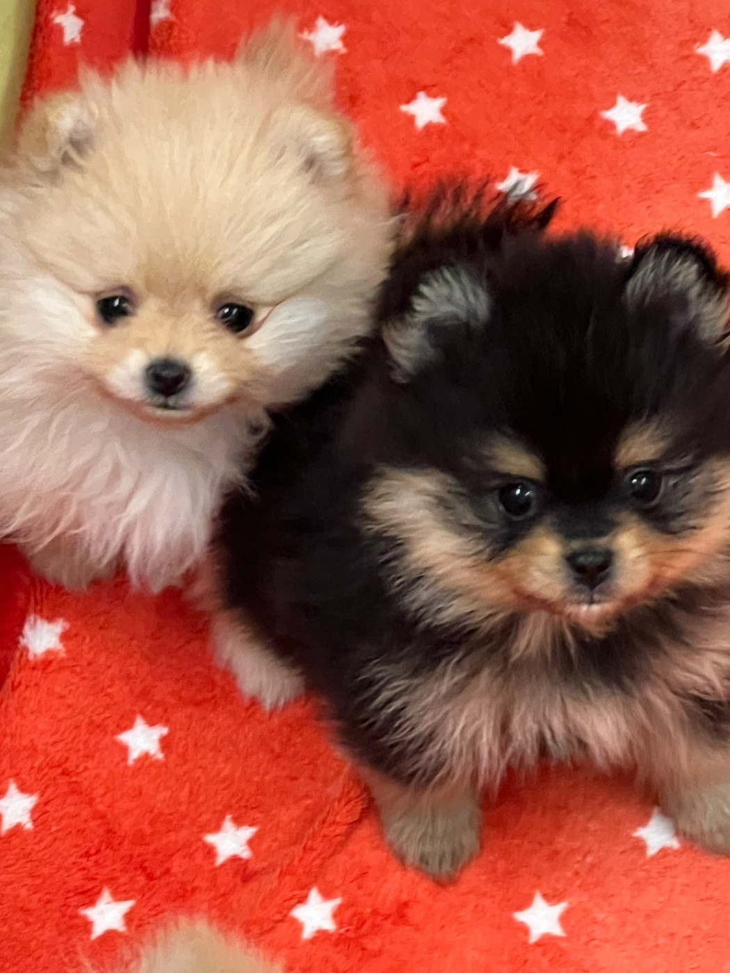 Chiot Spitz allemand au jardin des merveilles