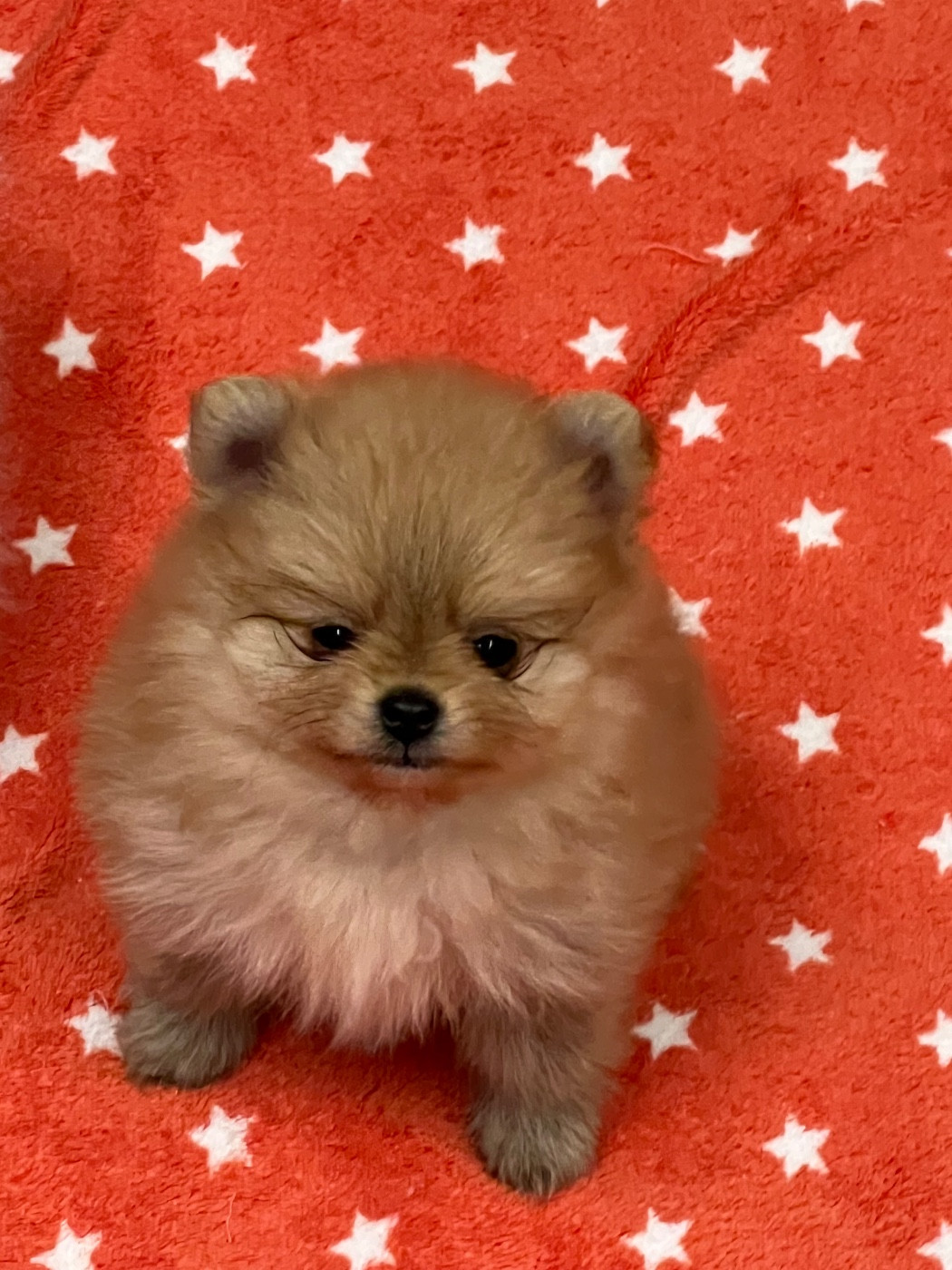 au jardin des merveilles - Chiots disponibles - Spitz allemand