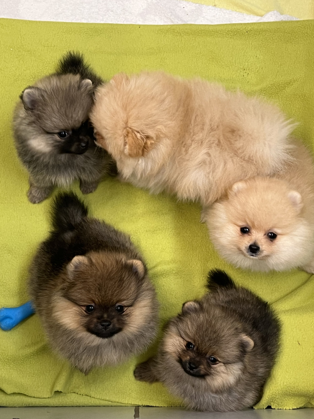 Chiot Spitz allemand au jardin des merveilles