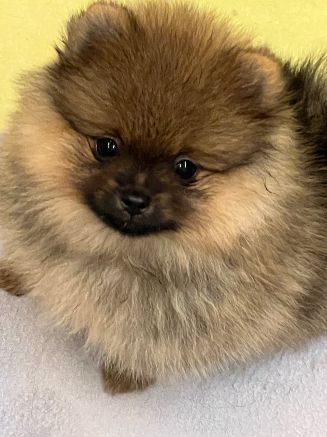 au jardin des merveilles - Chiots disponibles - Spitz allemand
