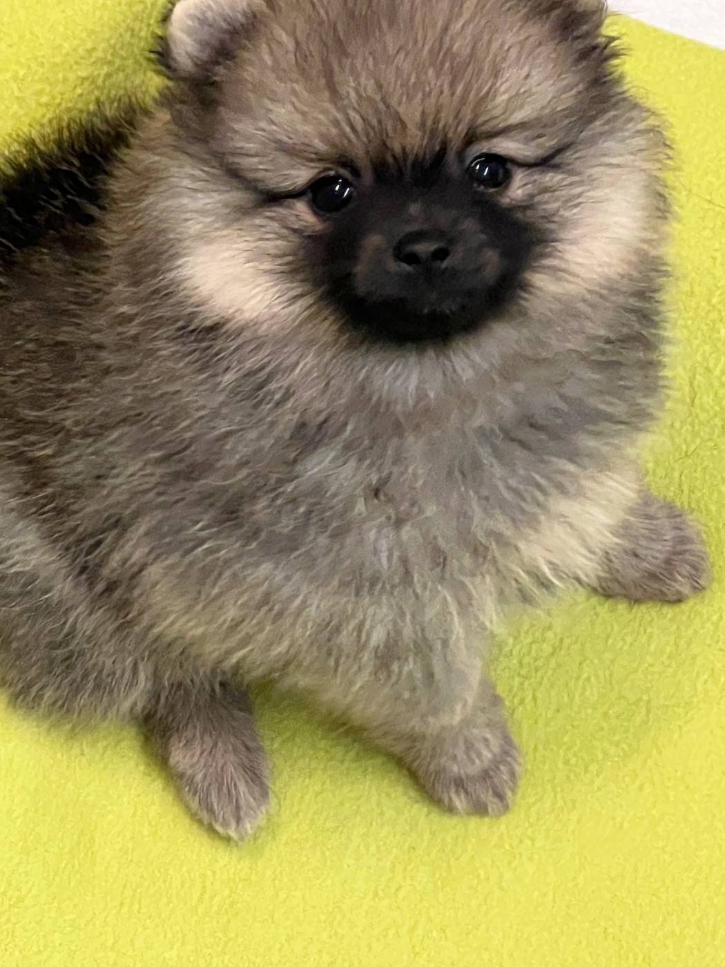 au jardin des merveilles - Chiots disponibles - Spitz allemand