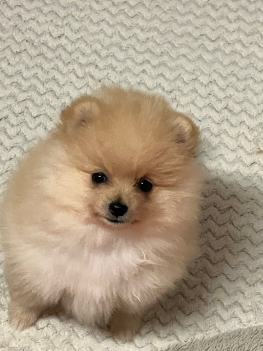 au jardin des merveilles - Chiots disponibles - Spitz allemand