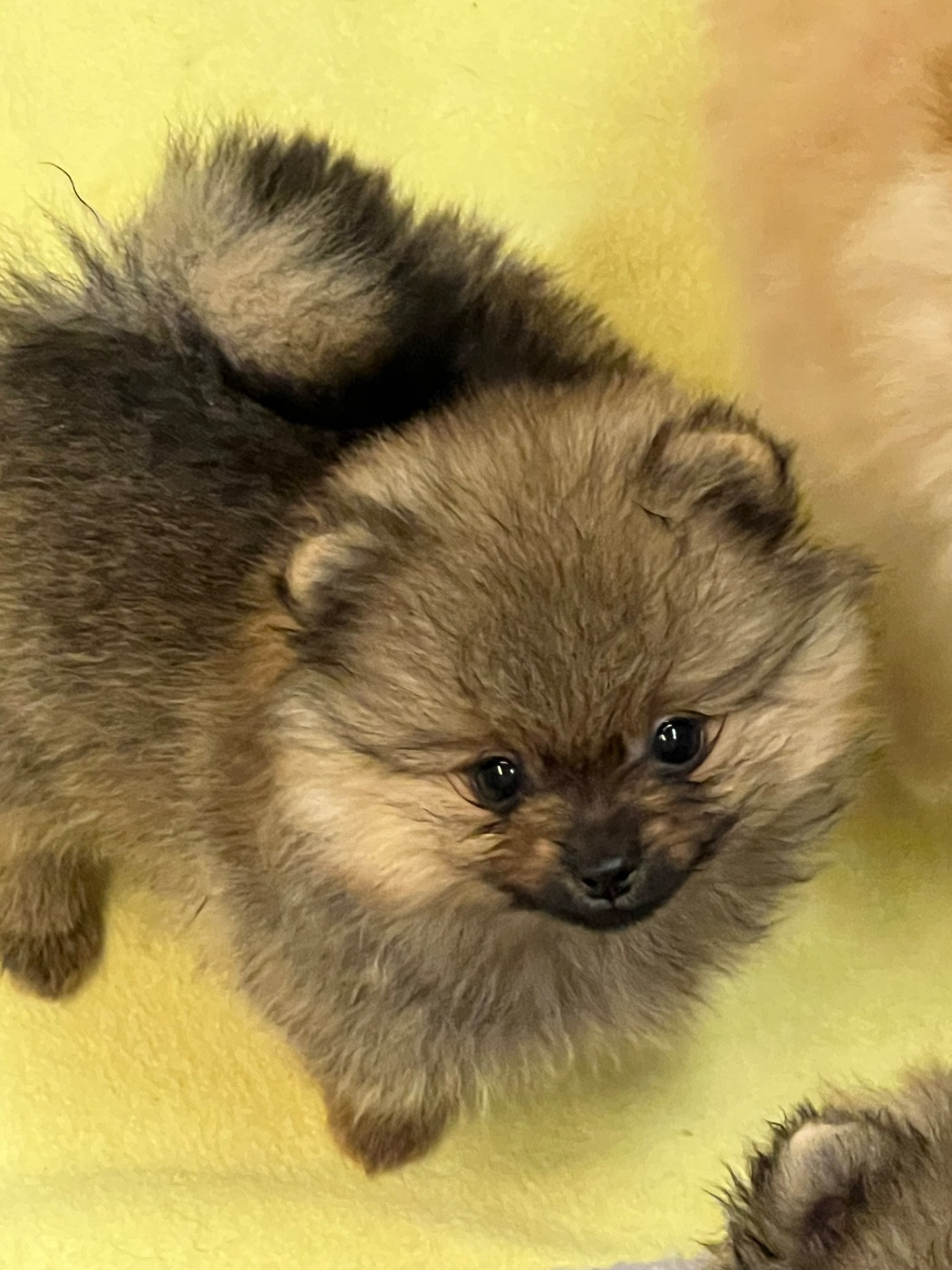 au jardin des merveilles - Chiots disponibles - Spitz allemand